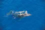 Fonds sous-marins